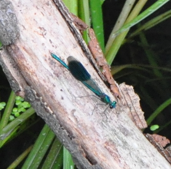 Blaabaandet%20pragtvandnymfe%20%282%29